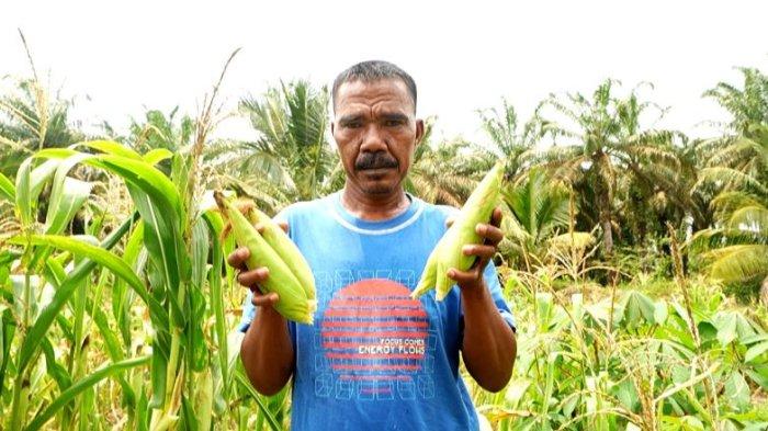 PT Sari Aditya Loka (SAL) yang menjadi bagian Grup Astra Agro Lestari menggalang Program SEHATI Rimbo (Serai Harum Kanti Rimbo) untuk UMKM Berkah Serai Wangi (BSW) dan SAD.