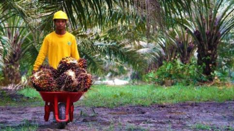 PT Sari Aditya Loka (SAL) yang menjadi bagian Grup Astra Agro Lestari menggalang Program SEHATI Rimbo (Serai Harum Kanti Rimbo) untuk UMKM Berkah Serai Wangi (BSW) dan SAD.
